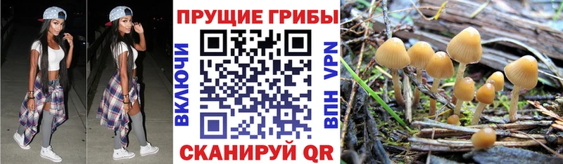 Галлюциногенные грибы мицелий  даркнет официальный сайт  Вышний Волочёк  MEGA как войти 